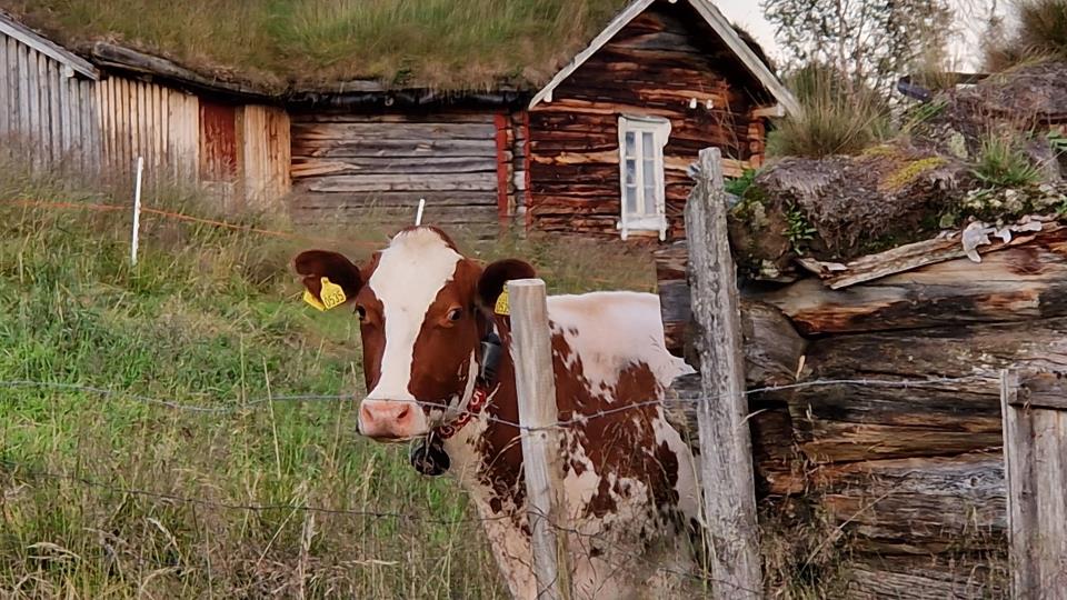 Lenke til artikkel: Kunngjøring av vedtatte planer innenfor landbruk