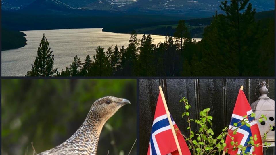 Lenke til artikkel: Ordførerinfo 15.05.25