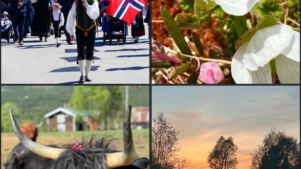 Lenke til artikkel: 🌿💚Ordførerinfo uke 20-22💚🌿