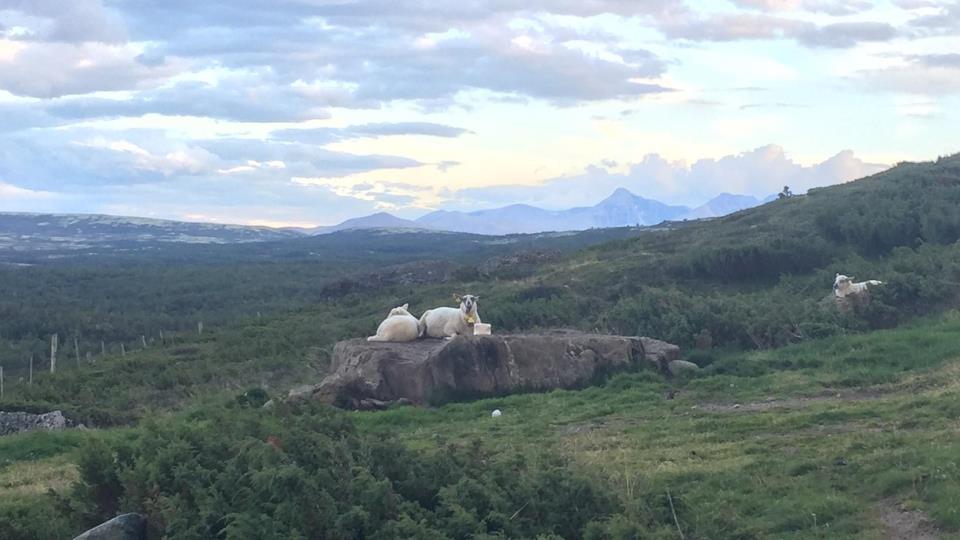 Lenke til artikkel: Tidsavgrenset avtale om veterinærvakt