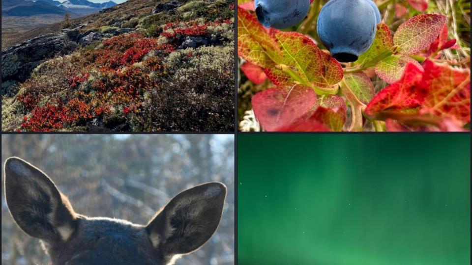Lenke til artikkel: Ordførerinfo september
