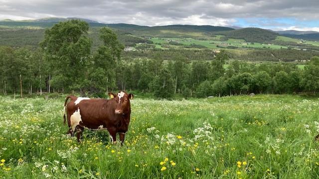Lenke til artikkel: Konkurransegrunnlag for veterinærvakt for Alvdal og Folldal kommuner 2023 - 2025