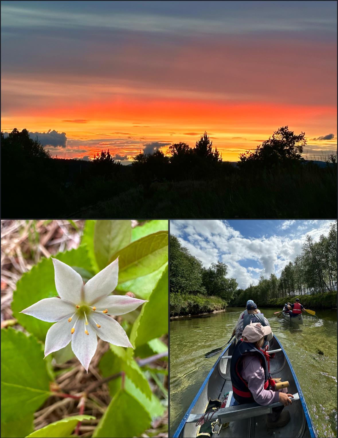Blomst, kano, natur - Klikk for stort bilde