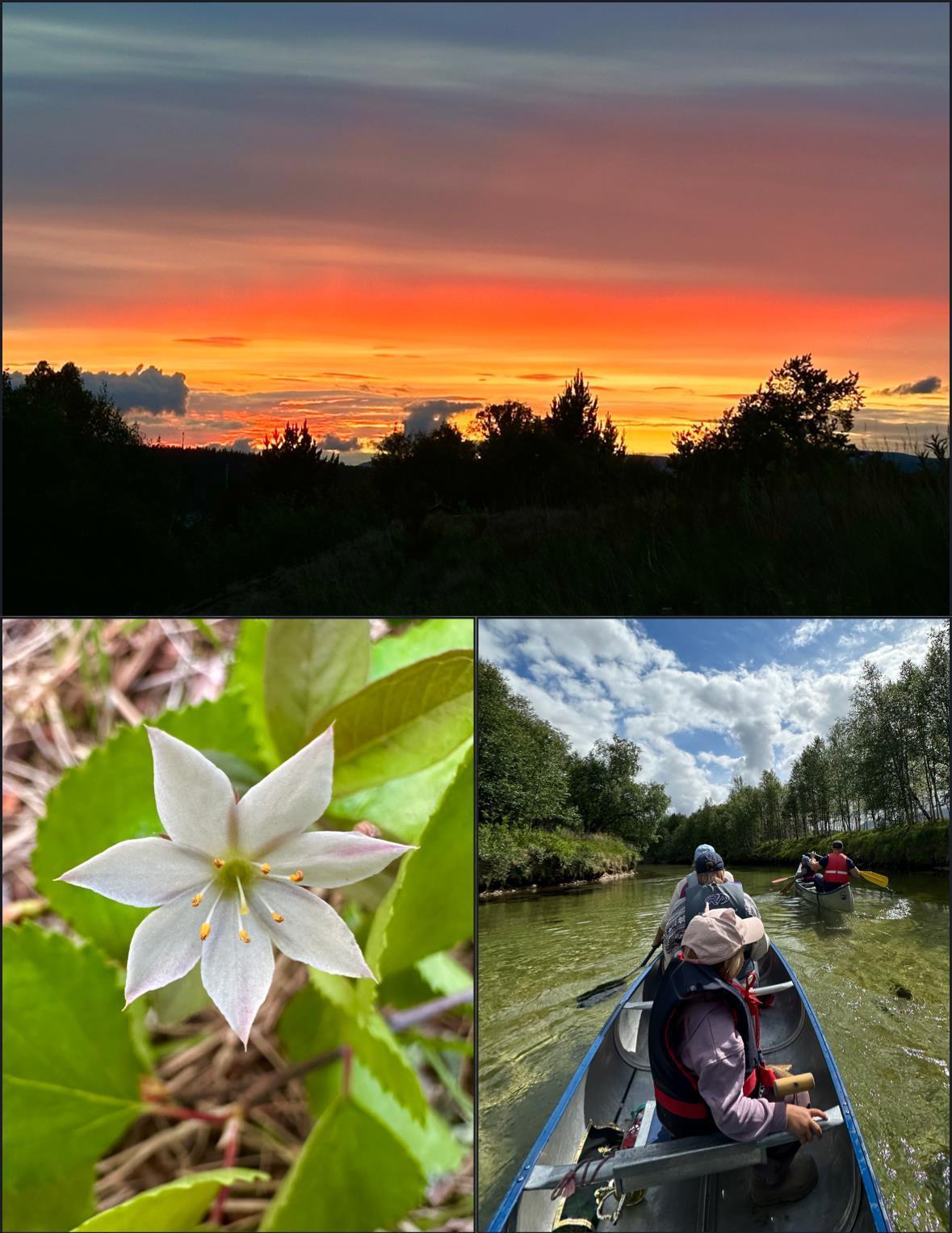 Blomst, kano, natur - Klikk for stort bilde