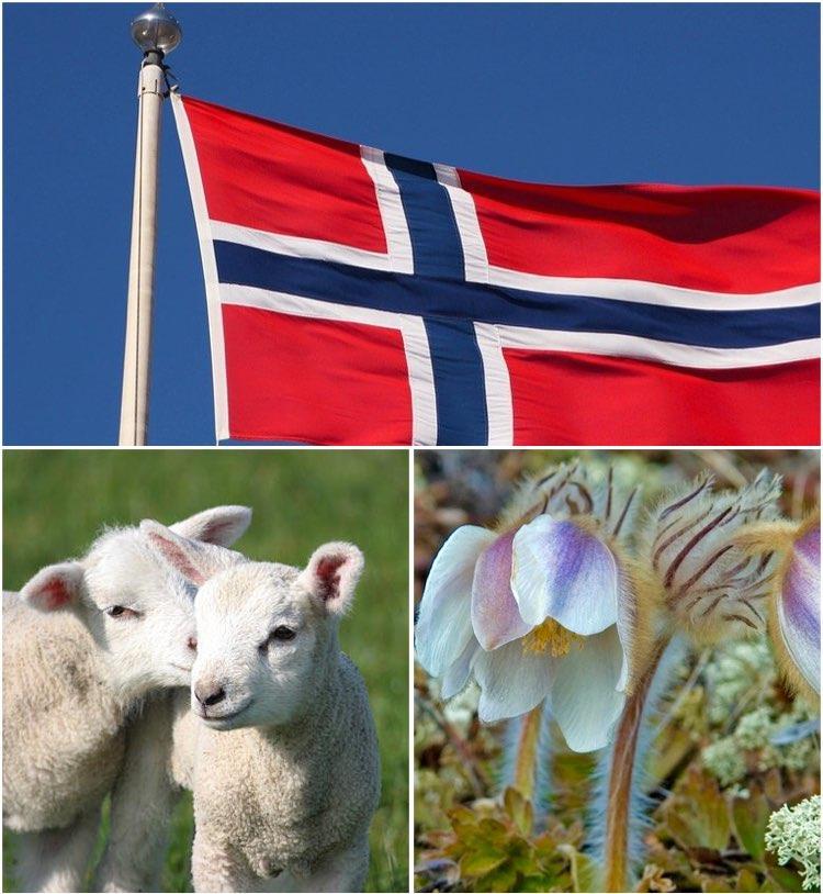 Norske flagg, lam, mogop - Klikk for stort bilde