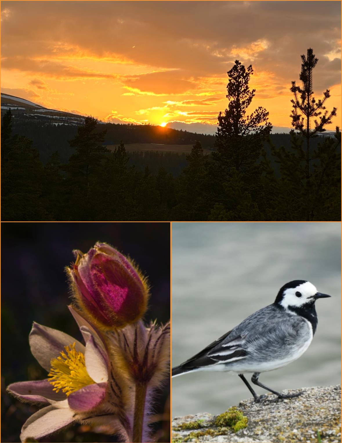 Solnedgang, mogop, linerle - Klikk for stort bilde